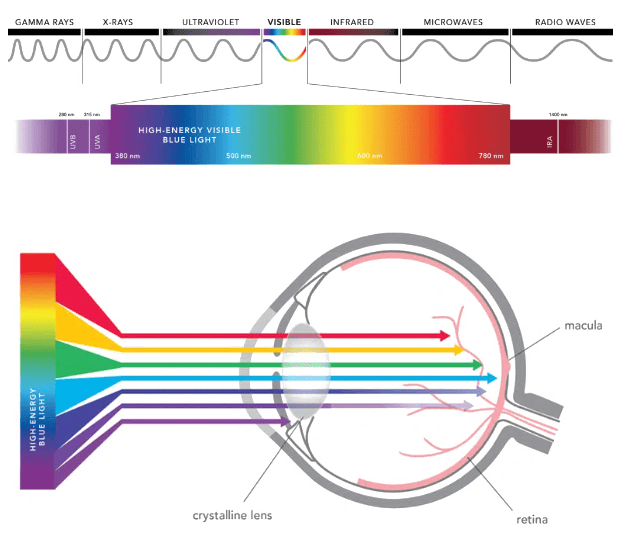 نور رشد گیاه